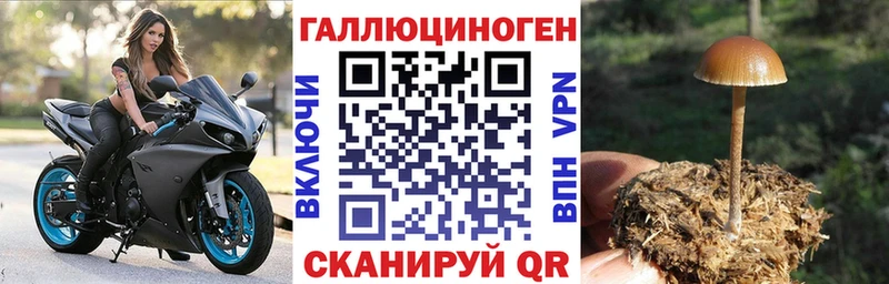 Галлюциногенные грибы Psilocybine cubensis  Голицыно 